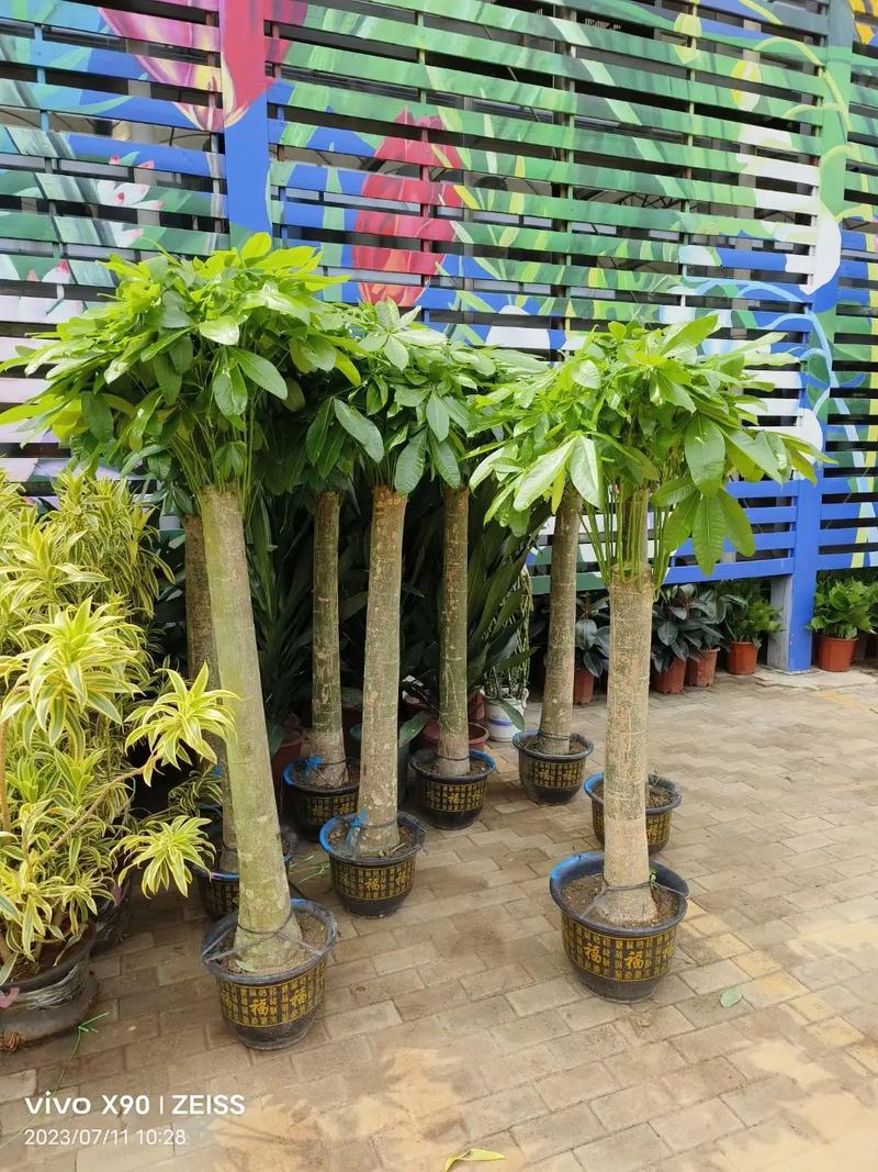 北京綠苑綠植花卉公司 專業(yè)花卉綠植租借，為您的空間注入盎然生機(jī)