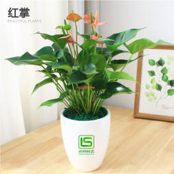 辦公室花卉綠植租賃 花木銷售、花木出租、綠化工程等