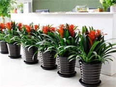 太原花卉綠植批發(fā)與租借服務(wù) 點(diǎn)亮城市綠意，便捷生活空間