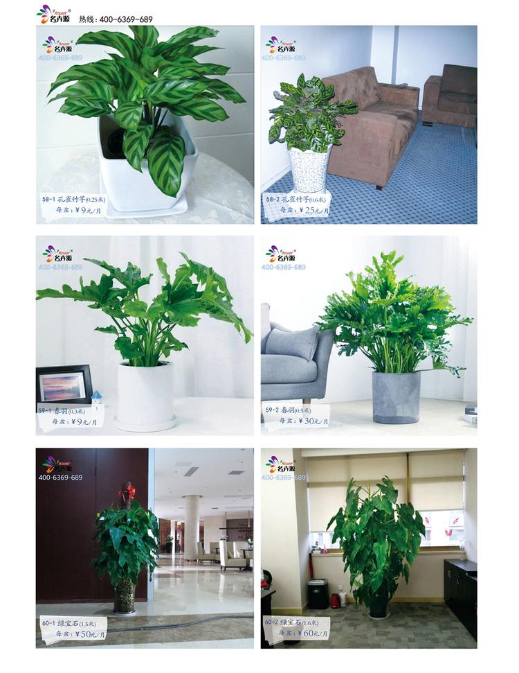 鄭州花卉綠植一站式服務(wù) 租賃與批發(fā)，價(jià)格優(yōu)品種全