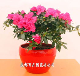 成都辦公室花卉綠植租借指南 價(jià)格、方案與配送全解析