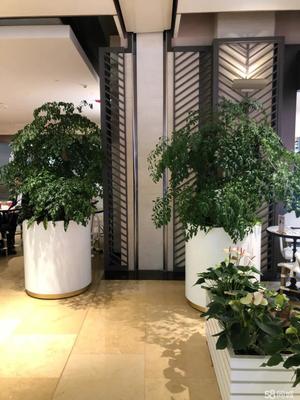 辦公室酒店綠植租擺 租一隅綠意，聘自然入室